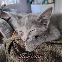 Thumbnail photo of Genteel Southern Belles: Miss Henrietta #1