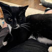 Thumbnail photo of Jinx #1