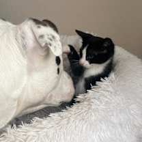 Thumbnail photo of Figaro #2