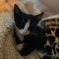 Thumbnail photo of Figaro #3