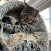 Thumbnail photo of Maggie #1