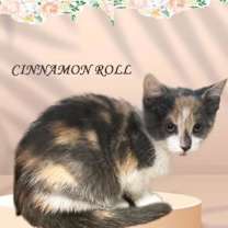 Thumbnail photo of Cinnamon Roll md *$pecial FIV+ #1