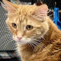 Thumbnail photo of Valencia #3