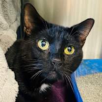 Thumbnail photo of Kramer available through our Foster to Adopt Program #1