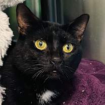 Thumbnail photo of Kramer available through our Foster to Adopt Program #3