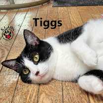 Thumbnail photo of Tiggs #2