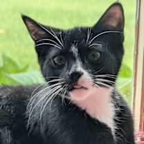 Thumbnail photo of Jinx #4