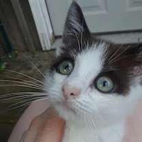 Thumbnail photo of Elf #2