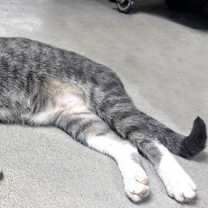 Thumbnail photo of Joey #2