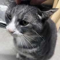 Thumbnail photo of Joey #3