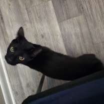 Thumbnail photo of Luna #2