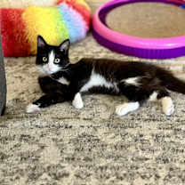 Thumbnail photo of Elote #1