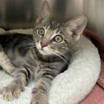 Thumbnail photo of Lenny #2