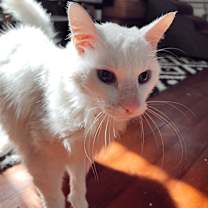 Thumbnail photo of COTTON #1