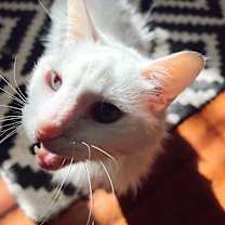 Thumbnail photo of COTTON #3