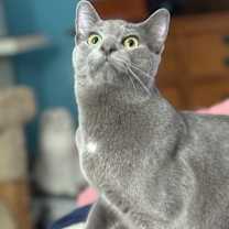 Thumbnail photo of Carl of Shadowfluff Keep #3