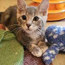 Thumbnail photo of Sleepy #4