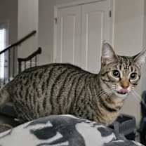 Thumbnail photo of Lollipop #1