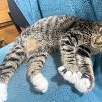 Thumbnail photo of Tobi #1