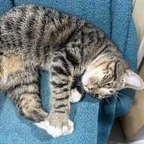 Thumbnail photo of Tobi #2