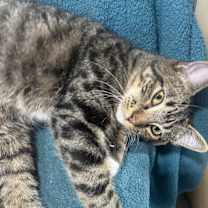 Thumbnail photo of Tobi #3