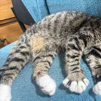 Thumbnail photo of Tobi #4