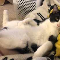 Thumbnail photo of Griffith #1