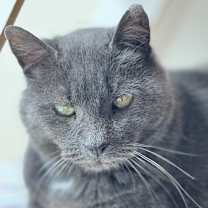 Thumbnail photo of Earl #3