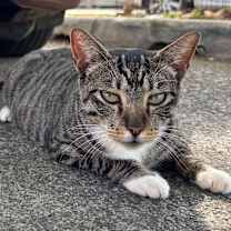 Thumbnail photo of Mariposa #1