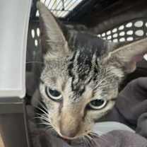 Thumbnail photo of Mariposa #2