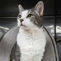 Thumbnail photo of Magnolia #1