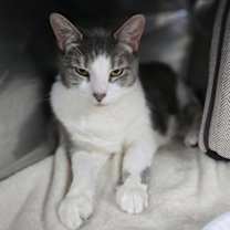 Thumbnail photo of Magnolia #2