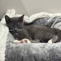 Thumbnail photo of Boots #4