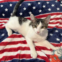 Thumbnail photo of Lightning #2