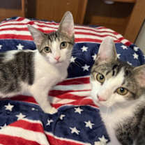 Thumbnail photo of Lightning #3