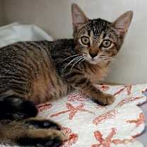 Thumbnail photo of Simon #1