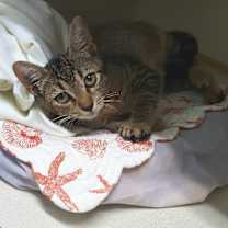 Thumbnail photo of Simon #2