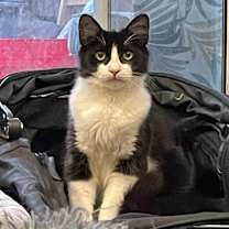 Thumbnail photo of Raspberry #1