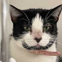 Thumbnail photo of Minnie #4