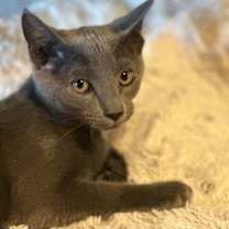 Thumbnail photo of Dusty Napa Petco #2