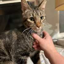 Thumbnail photo of Oscar (Owner Assist) #1