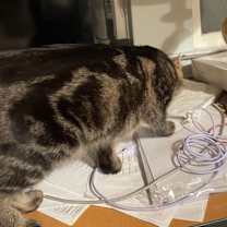 Thumbnail photo of Oscar (Owner Assist) #2