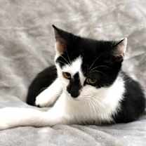 Thumbnail photo of Zuma #2