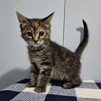 Thumbnail photo of Canarygrass  #1