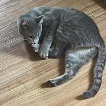 Thumbnail photo of Ramen #1