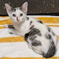 Thumbnail photo of Sand Piper #1