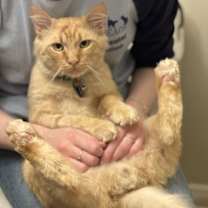 Thumbnail photo of Smiley #2