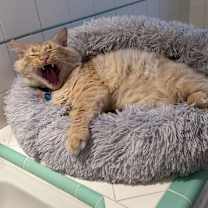 Thumbnail photo of Smiley #4