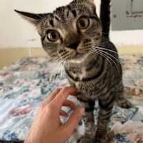 Thumbnail photo of Glinda #1