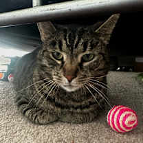 Thumbnail photo of Mr. Bill #1